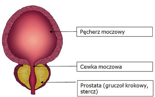 Prostatita bacteriană acută: simptome, diagnostic, tratament